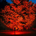 Solar Waterproof LED Landscape Tree Lighting Outdoor Spot Light